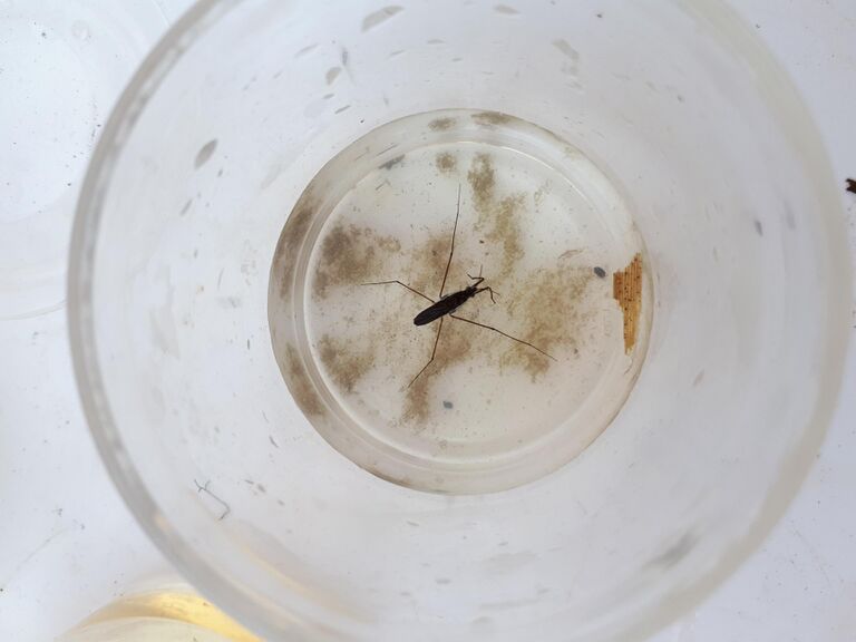 Skräddare hovirinta.jpg