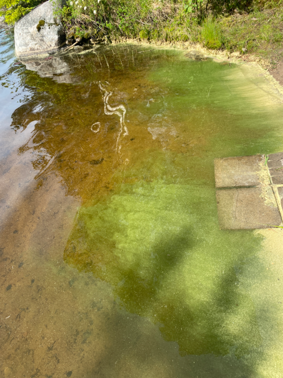 Hirvijärvi (14.319.1.003)-Hirvijärvi-ObsALG-202506141650-684d7e79b2ec9.png