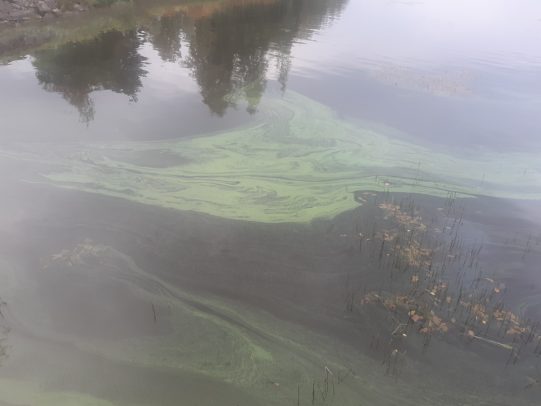 Kyrösjärvi (35.521.1.001)-Laivaranta-ObsIMG-202509071830-68be9f1971c94.png