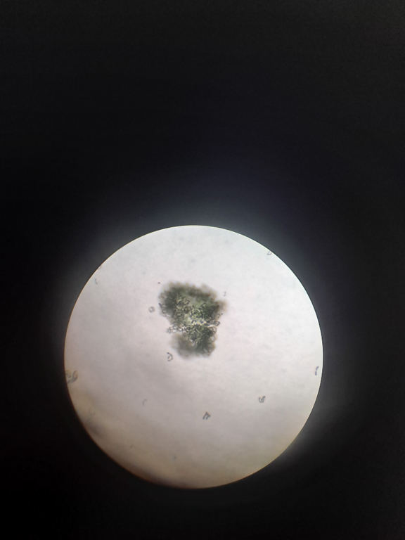 Norvajärvi (65.518.1.001)-Norvajärven uimaranta-ObsALG-202107091400-60ed403231326.png