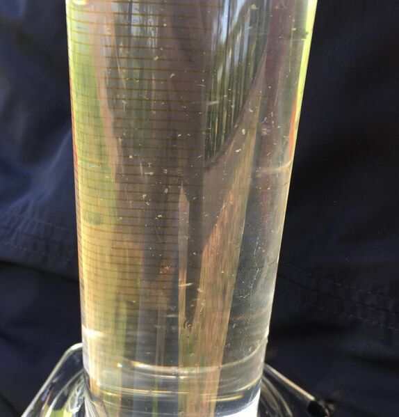 Tiedosto:Rauman edusta-Valtakunnallinen sinileväseuranta (Otanlahti)-ObsALG-201806260939-71.jpeg