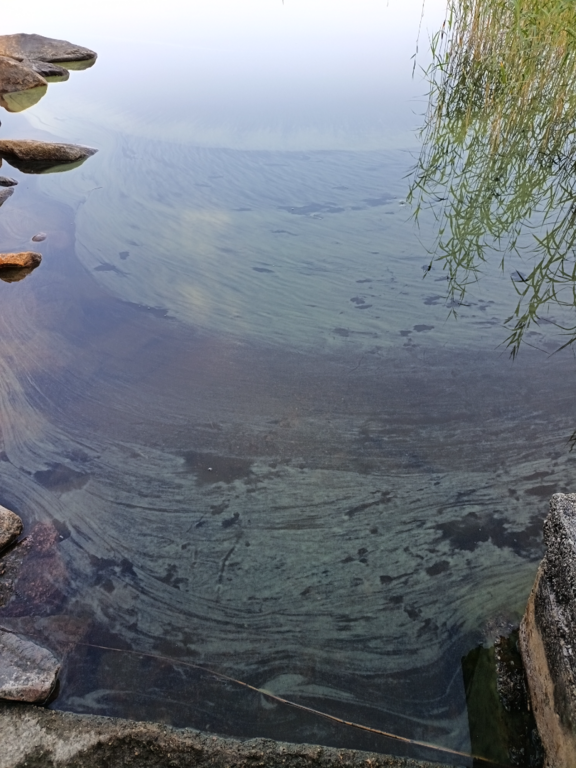 Rauman ja Eurajoen saaristo-Voiluoto -ObsIMG-202507140959-6874ab589be85.png