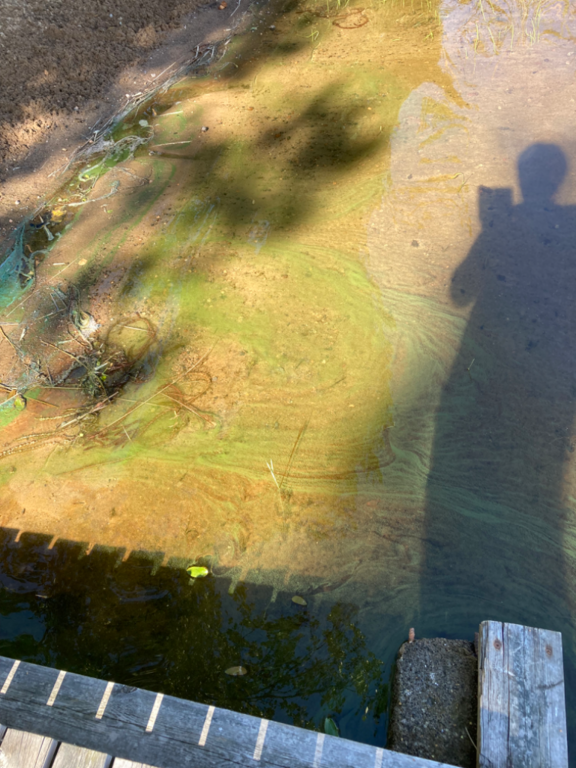 Valkjärvi (04.129.1.009)-Portinlahti-ObsIMG-202308221234-64e4812631f0f.png