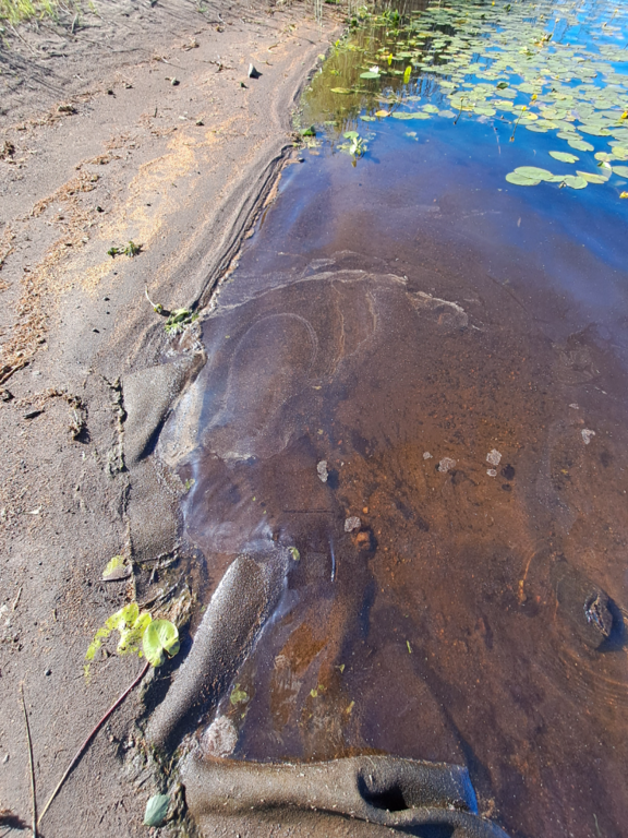 Valvatus (04.213.1.002)-Valtakunnallinen sinileväseuranta-ObsALG-202508121219-1754990478039.png