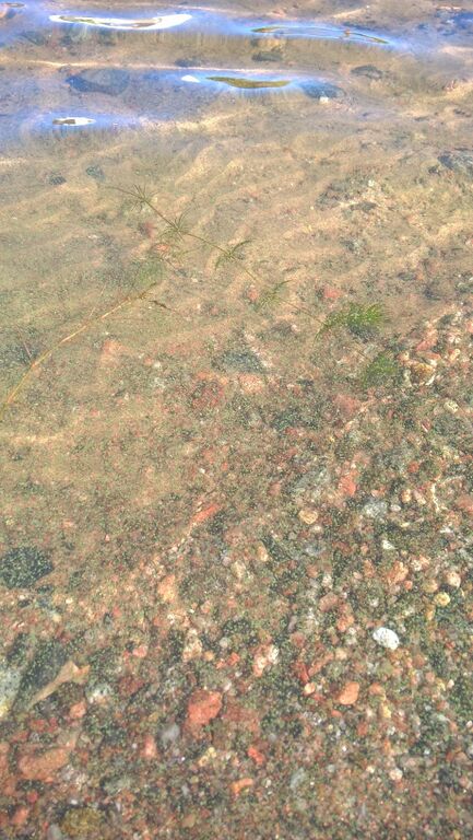 Vesijärvi (14.241.1.001)-Ankkuri-ObsIMG-201707070908-94.jpg