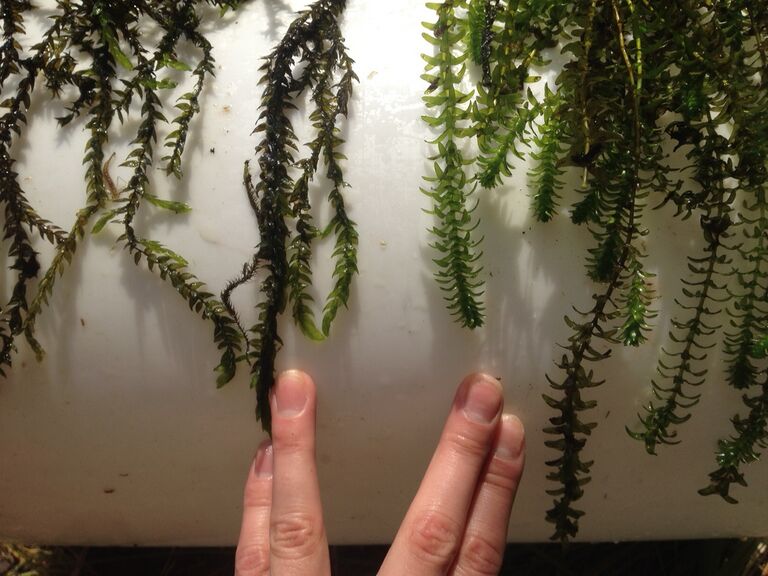 Vesirutto isonakinsammal.JPG