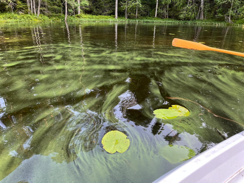 Tiedosto:Iso Petäjäjärvi (35.745.1.009)-Länsiosa, laskuoja pohjoisesta-ObsIMG-202507131946-6873e4c683382.png