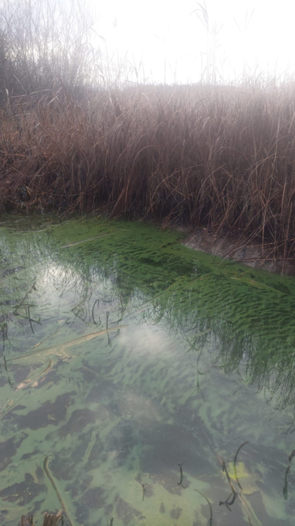 Kallavesi (yhd.)-Reinikkalantie 6, Leppävirta -ObsALG-202511051121-690b1806d108d.png