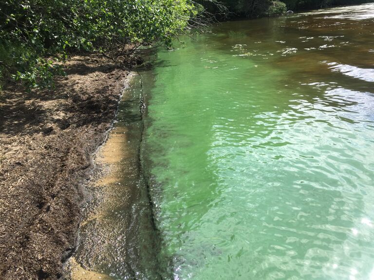 Kallavesi (yhd.)-Vaajasalo, eteläranta-ObsALG-202007091145-50.jpeg