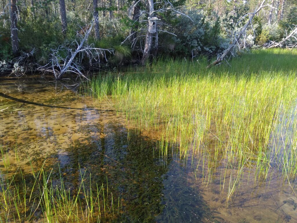 Yli-Kitka (73.025.1.001)-Porosaari-ObsELODEA-201808022042-77.jpg