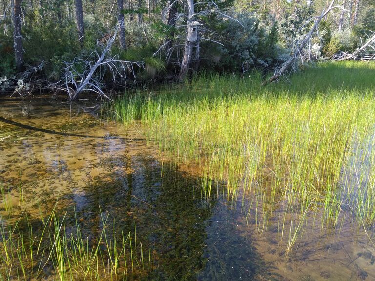 Yli-Kitka (73.025.1.001)-Porosaari-ObsELODEA-201808022042-77.jpg