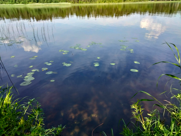 Evijärvi (47.021.1.001)-Valtakunnallinen sinileväseuranta (Sillankorvan leirintäalue)-ObsIMG-202306270911-649d2439a1f58.png