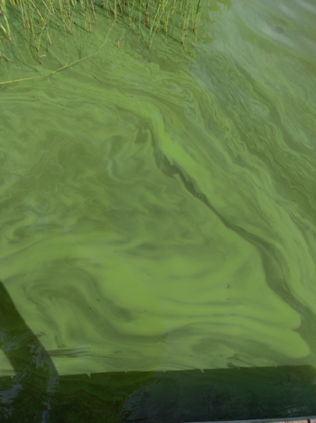 Tiedosto:Jouttenus (35.329.1.009)-Puikkarin ranta-ObsALG-202207311608-62e67f471e42c.png