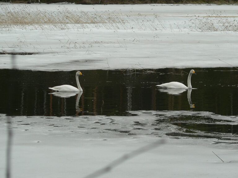 Kiermi joutsenet 3.JPG