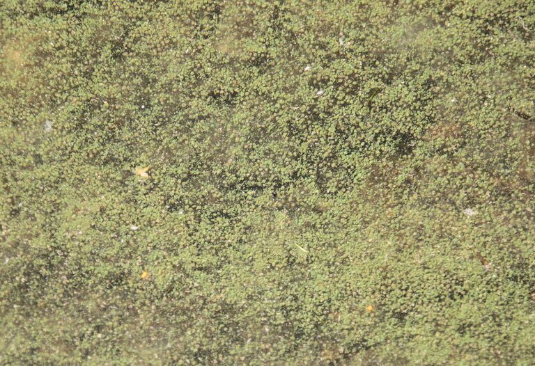 Leväkuva 3 17.7.2014.jpg