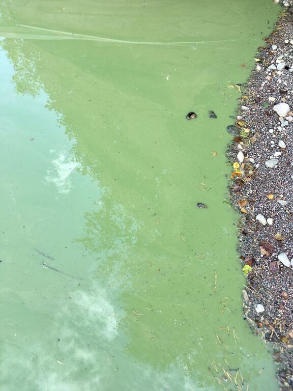 Likojärvi (l) (18.057.1.004)-Mökkiranta (UusiKerttula)-ObsIMG-202008261700-27.jpeg