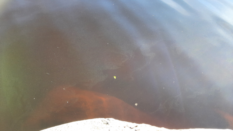 Luodonjärvi (99.110.1.001)-Valtakunnallinen sinileväseuranta-ObsALG-202208090830-62f209fc609c1.png