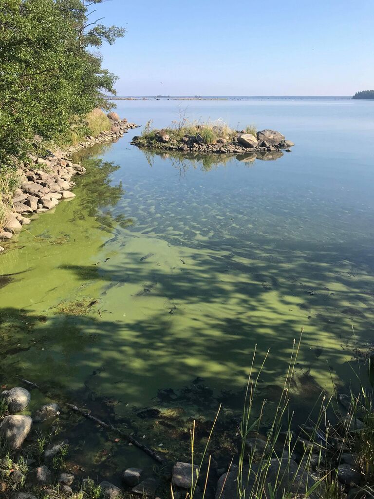 Merikarvian edustan saaristo-Leipäkarit, Viitameri-ObsIMG-201807271018-21.jpeg