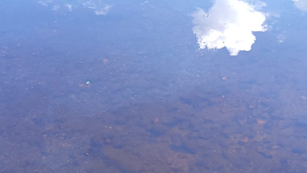 Ristijärvi (59.421.1.001)-Repolahti-ObsALG-202507271350-68860f112cb36.png