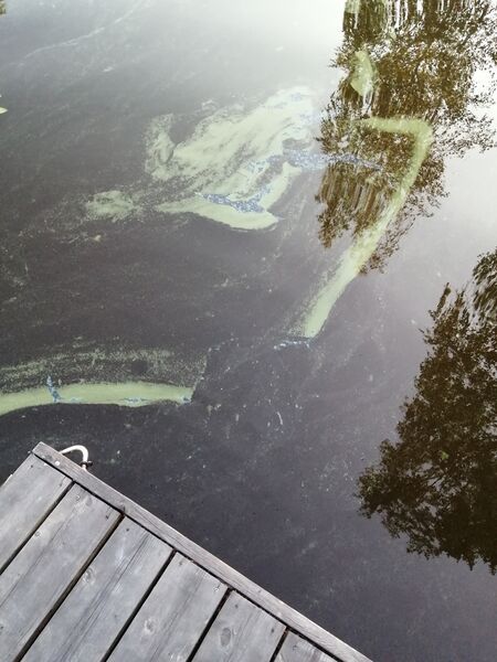 Tiedosto:Välialue (83V045)-Lyttylään ranta, Korkeakari-ObsIMG-202006272302-87.jpg