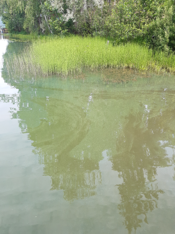 Valkjärvi (21.054.1.001)-Tiiran uimaranta-ObsALG-202507131229-68737d18f3f67.png