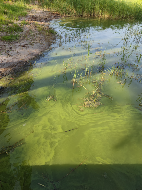 Bengtsår-Raasepori Bromarv Hummeldal-ObsALG-202106221900-60d2ce637ab88.png