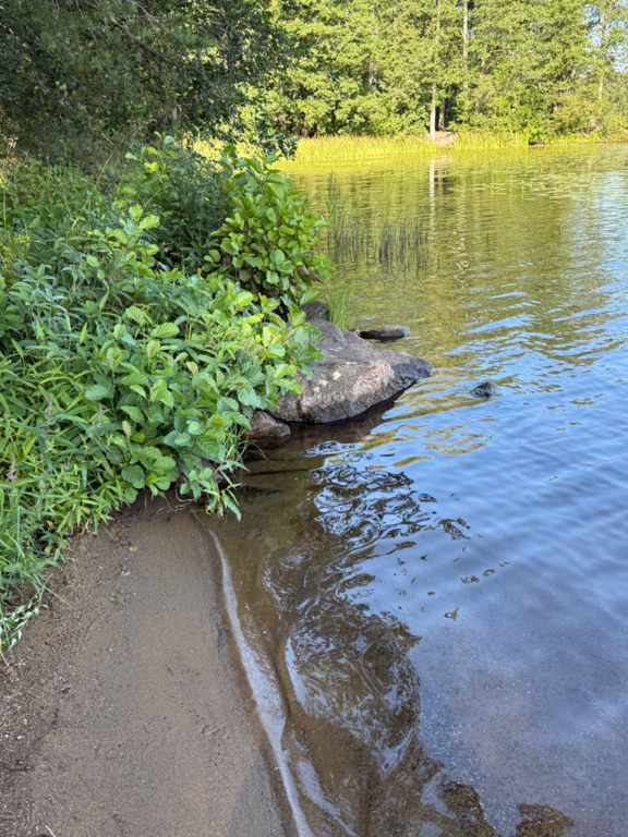 Katumajärvi (35.236.1.001)-OTK-n ranta-ObsALG-202508130900-1755091583866.png