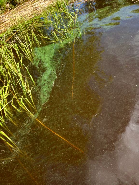 Orivesi (Saimaa) (04.311.1.001)-Tiilitehtaan rannan viereinen pieni lahti-ObsIMG-202106171227-60cb249fc2516.png