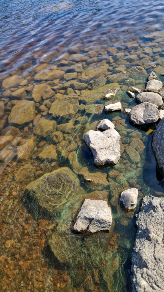 Pielinen (04.411.1.001)-Nunnanlahti, Juuka-ObsALG-202507021414-686514ed683ea.png