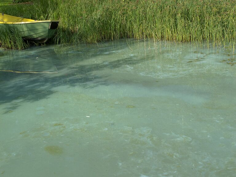 Sinilevää IMG 1676 24 6.jpg