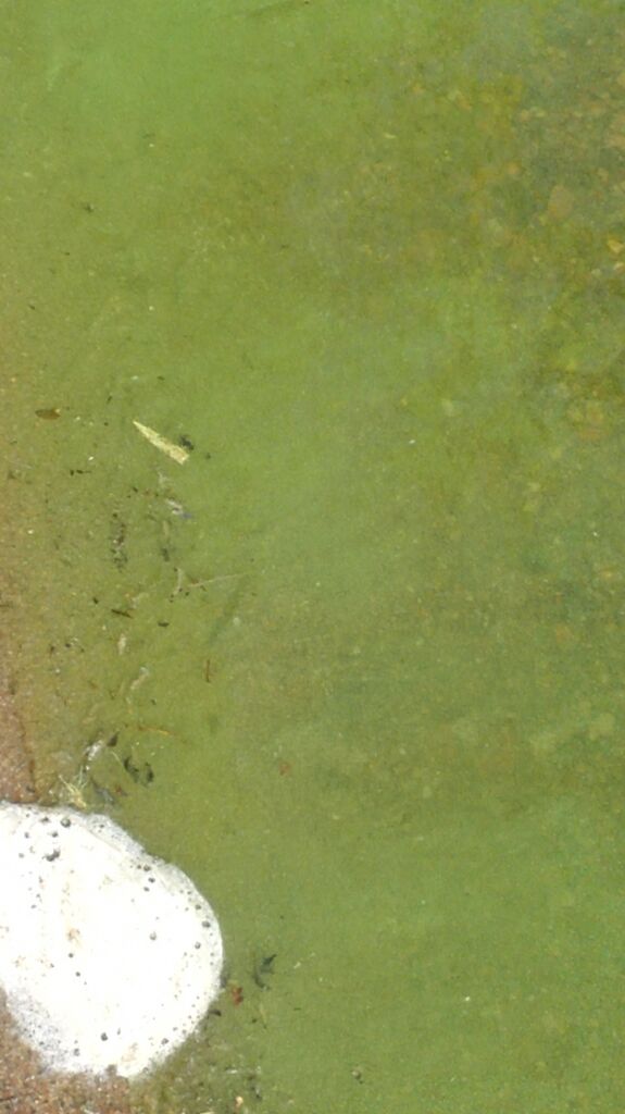 Kyrösjärvi (35.521.1.001)-Ranta-Hakalan pshp virkistysalue-ObsIMG-201806172148-49.jpg