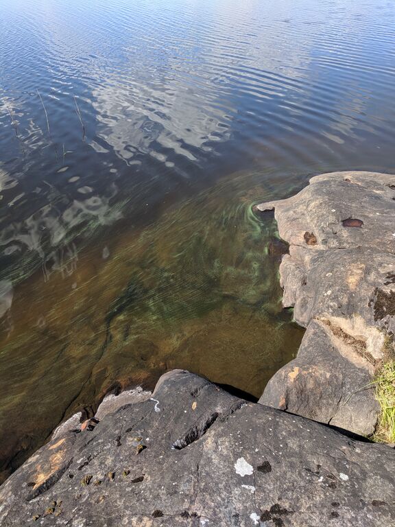 Pielavesi (14.741.1.001)-Karkin saari-ObsALG-201906261235-18.jpg