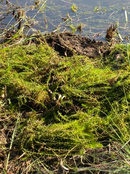 Tiedosto:Yli-Kitka (73.025.1.001)-Havaintopaikka 5-ObsIMG-202107281605-61015717641d4.png