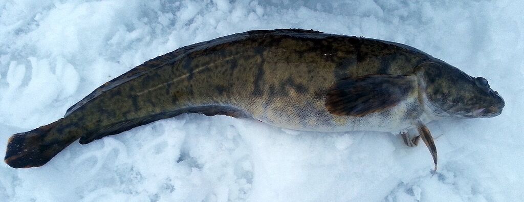 20150118 092942made.jpg