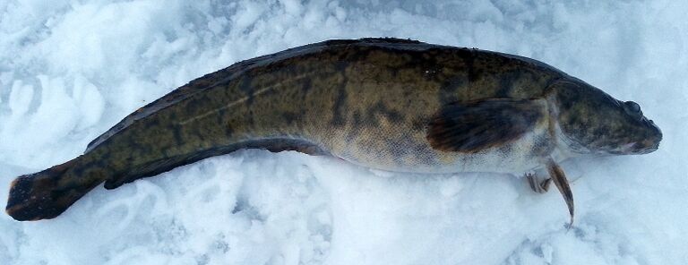 20150118 092942made.jpg