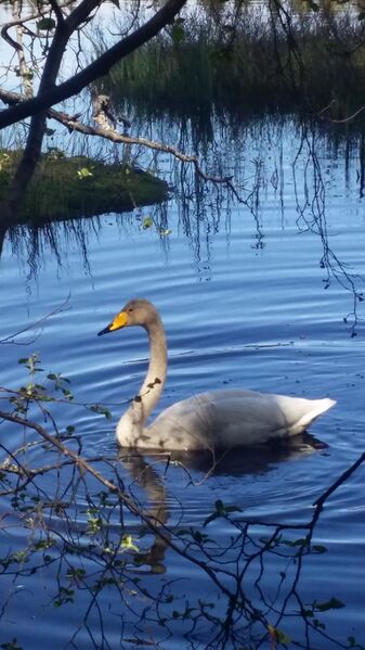 Tiedosto:20150525 121651.jpg