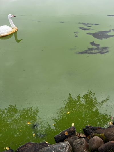 Heiniö (14.937.1.014)-Länsiranta-ObsALG-202509060951-1757141649185.png