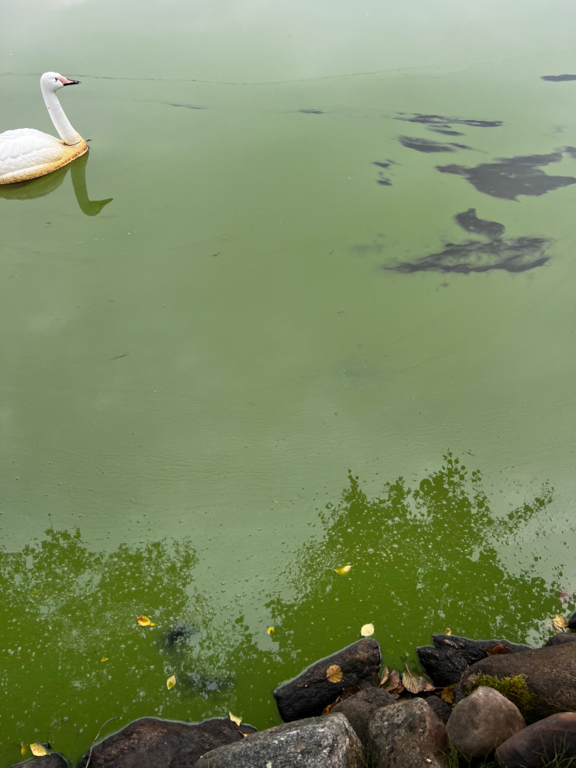 Heiniö (14.937.1.014)-Länsiranta-ObsALG-202509060951-1757141649185.png