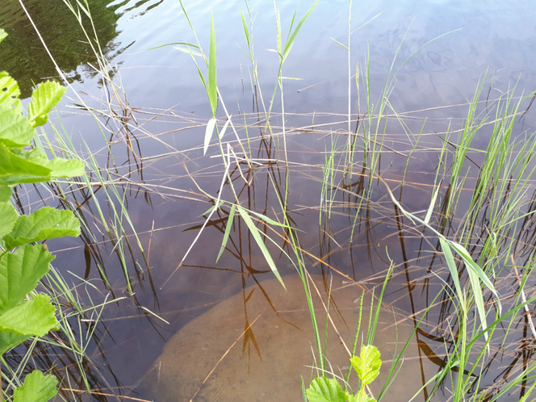 Kallavesi (yhd.)-Rotarien sinileväseuranta (Puutossalmi)-ObsALG-202206221039-62b3086d558f6.png