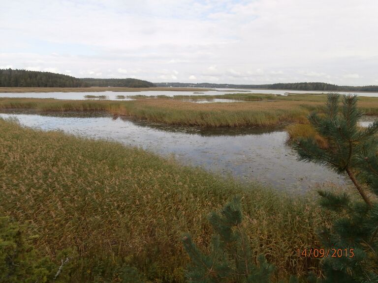 Killingon lintutornista suoraan.JPG