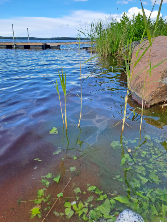 Luodonjärvi (99.110.1.001)-Hästöskatan-ObsALG-202406141400-666c366340720.png