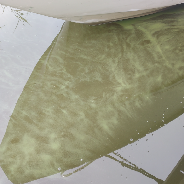 Pernajanlahti-Rotarien sinileväseuranta (Idlax, Meritorpan laituri)-ObsIMG-202507221149-1753174331168.png