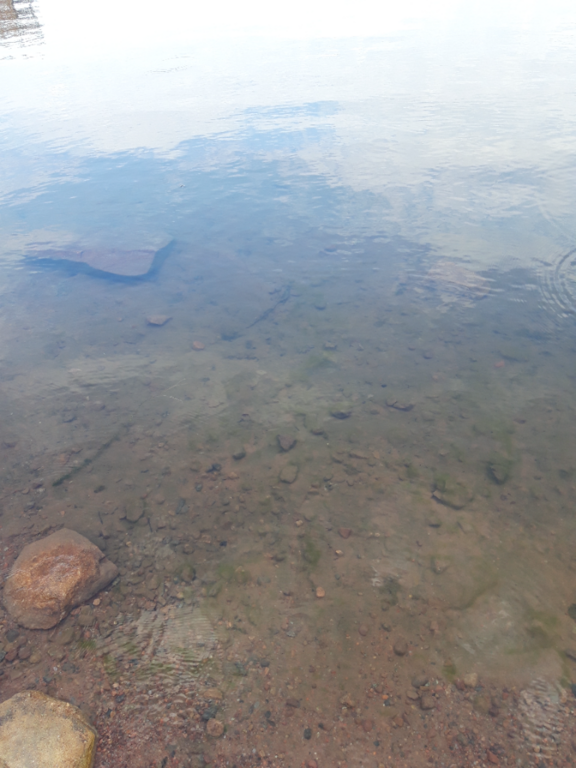 Pyhäjärvi (34.031.1.001)-Valtakunnallinen sinileväseuranta (Katismaan uimaranta)-ObsALG-202208160935-62fb3af81275e.png