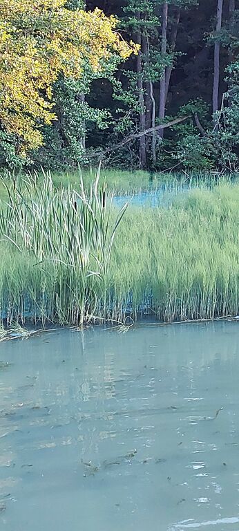 Kirkkojärvi (95.110.1.020)-Rymättylän Kirkkojärvi-ObsIMG-202007162325-52.jpg