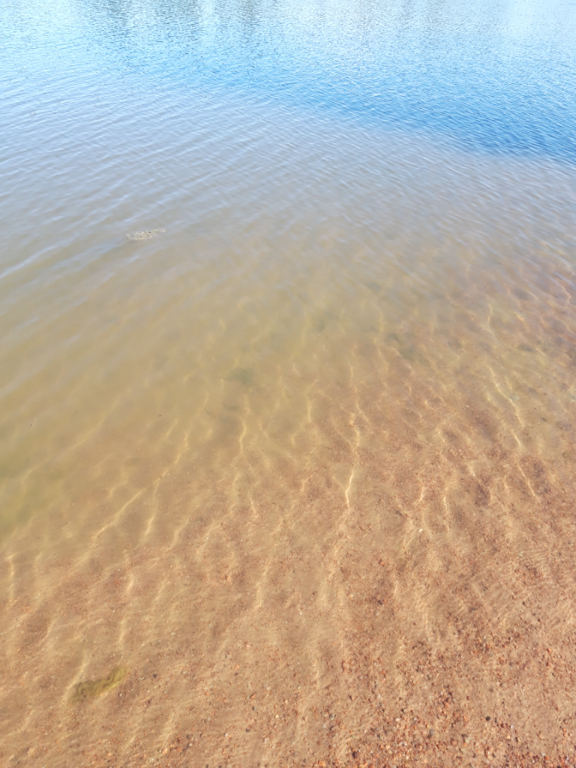 Pyhäjärvi (34.031.1.001)-Valtakunnallinen sinileväseuranta (Katismaan uimaranta)-ObsALG-202306201000-64914ecfc3166.png