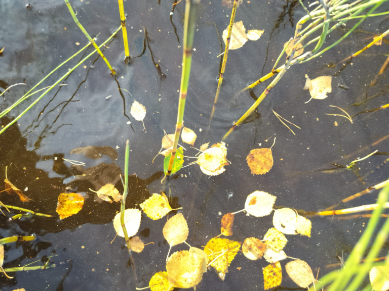 Rytinkijärvi (61.522.1.001)-Valtakunnallinen sinileväseuranta (Rytinkisalmi)-ObsIMG-202409101644-66e04d5cd772a.png