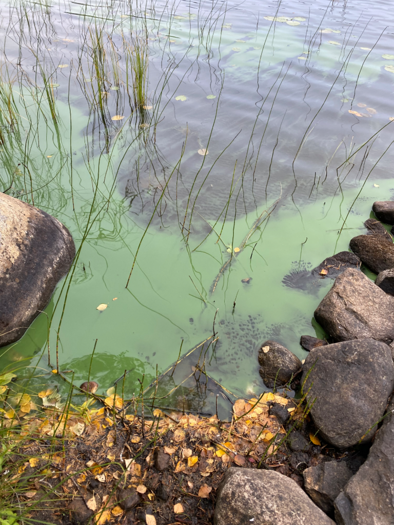 Viiksimonjärvi (59.953.1.025)-Matilanniemi-ObsIMG-202509051213-68baab5c521af.png