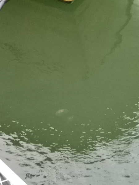 Tiedosto:Iso- ja Pikku-Nauvon vesialue-Nauvon vierasvenesatama-ObsJELLY-202210071800-634057e675262.png