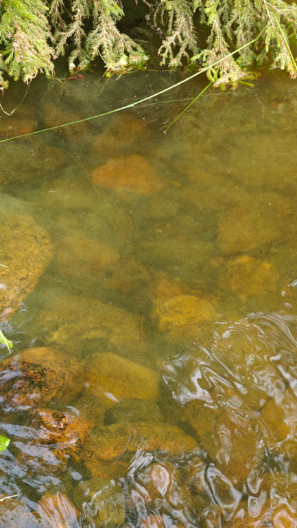 Lohjanjärvi (23.021.1.001)-Havaintopaikka 5-ObsALG-202507012005-1751389571605.png