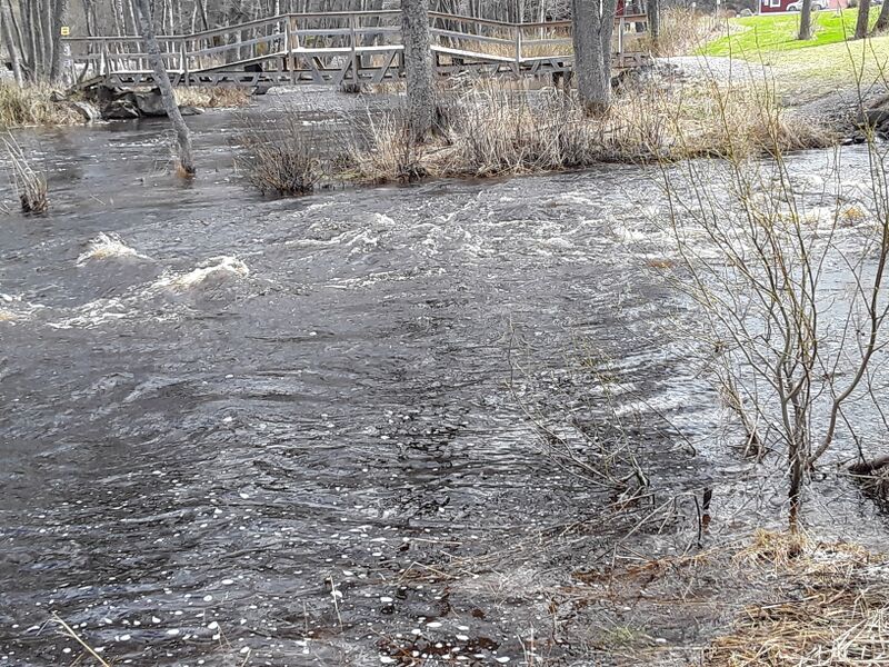 Tiedosto:Merikarvianjoen suualue (36.011)-Holmankoski-ObsIMG-201805071206-18.jpg